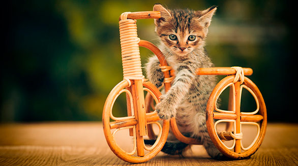 Котик и велосипед